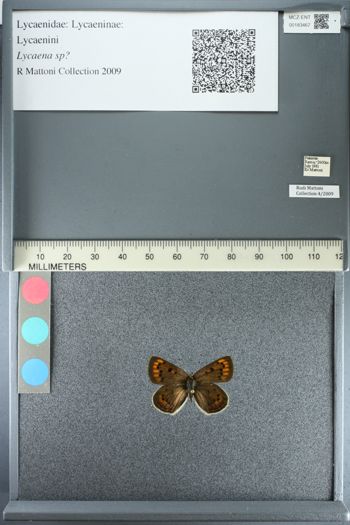 Media type: image;   Entomology 183467